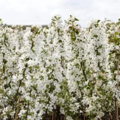 Ultimate Flowering Hedge | Growers' Choice -Soft Fruit Paradise SHR0229 2 bf771328 6098 4068 b17a f9cc722a3908