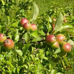 All Seasons Hedging | Growers' Choice 14 All Seasons Hedging | Growers' Choice -Soft Fruit Paradise SHR0229 6 d11146dc 1340 42da b37c 8c79d5a56dd2