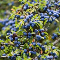 Best Mixed Native Wildlife Hedging | Growers' Choice 14 Best Mixed Native Wildlife Hedging | Growers' Choice -Soft Fruit Paradise SHR0240 1 5843703b 3b06 40dc 988f 0dd4fbaec567