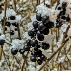 A Completely Edible Hedge | 3/5/10/20m Packs -Soft Fruit Paradise SHR0240 4 ff6bfad9 d4da 4434 a40c 6aa7c3306443