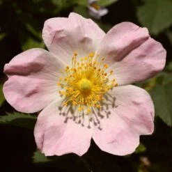 Ultimate Flowering Hedge | Growers' Choice -Soft Fruit Paradise SHR0246 1