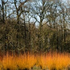 Fast Growing Evergreen Hedging Wildlife Mix | Growers' Choice 14 Fast Growing Evergreen Hedging Wildlife Mix | Growers' Choice -Soft Fruit Paradise SHR0252 3 fe5f10e4 3c5c 440f 876c 3892ceb5ff5e