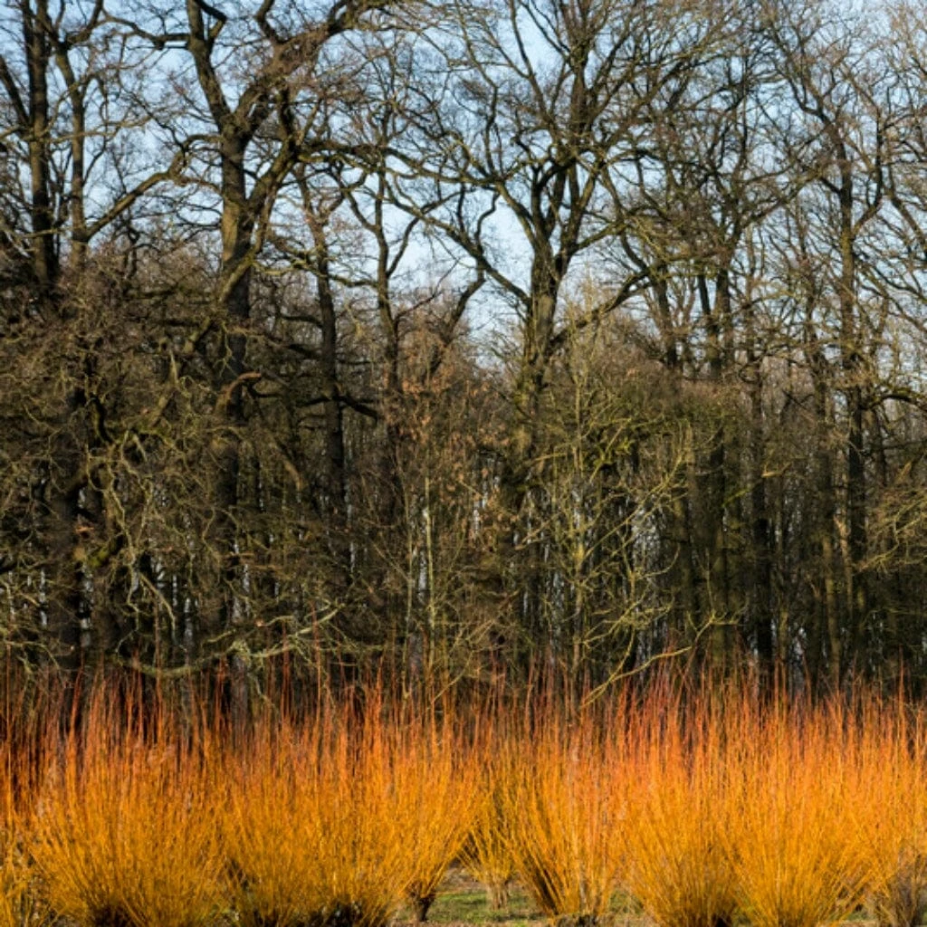 Fast Growing Evergreen Hedging Wildlife Mix | Growers' Choice 7 Fast Growing Evergreen Hedging Wildlife Mix | Growers' Choice - Image 5