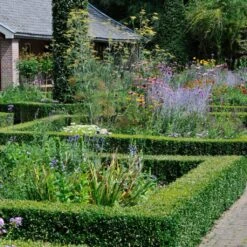 Common Yew | Taxus Baccata -Soft Fruit Paradise SHR0261 3