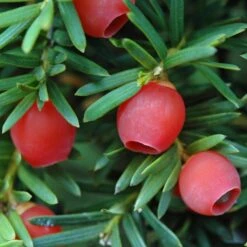 Common Yew | Taxus Baccata -Soft Fruit Paradise SHR0261 4