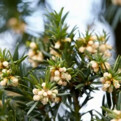 Common Yew | Taxus Baccata -Soft Fruit Paradise SHR0261 6