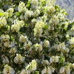 Fast Growing Evergreen Hedging Wildlife Mix | Growers' Choice 17 Fast Growing Evergreen Hedging Wildlife Mix | Growers' Choice -Soft Fruit Paradise SHR0263 4 e126b2d1 241b 466a 847e 12cdb3686ee0