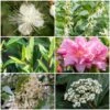 Best Flowering Evergreen Shrubs 2 Best Flowering Evergreen Shrubs -Soft Fruit Paradise SHRCOL10 1