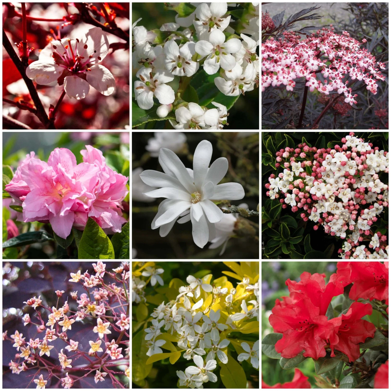 Best Flowering Shrubs 3 Best Flowering Shrubs