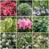 Best Evergreen Shrubs -Soft Fruit Paradise SHRCOL16 1
