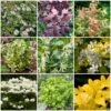 Best Shrubs For Borders 1 Best Shrubs For Borders -Soft Fruit Paradise SHRCOL19 1