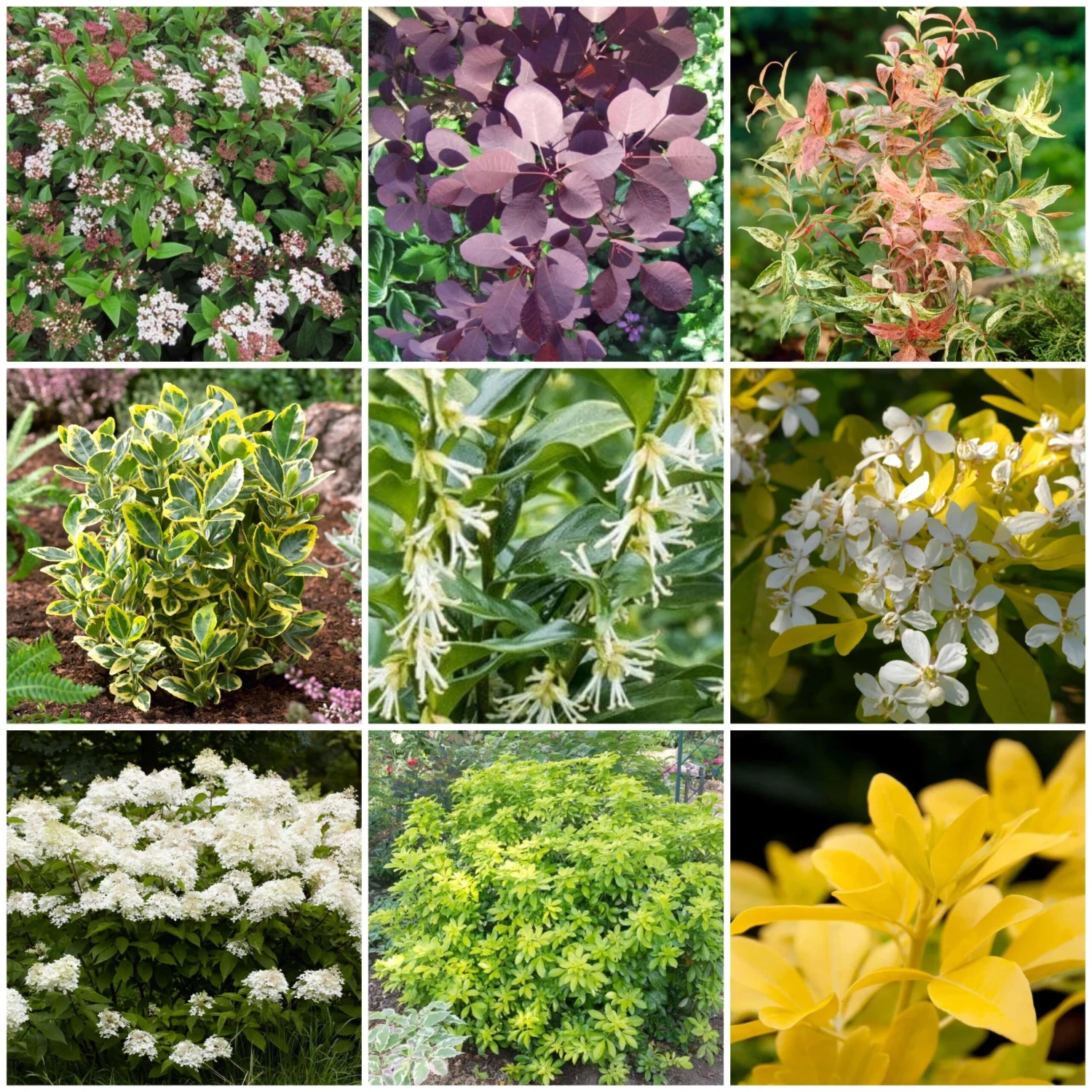 Best Shrubs For Borders 3 Best Shrubs For Borders