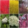 Best Value Cornus Collection | Winter Hedging 2 Best Value Cornus Collection | Winter Hedging -Soft Fruit Paradise SHRCOL26 1 98e5650f 3d8b 4f0d afcf 959e7b4d4ed5