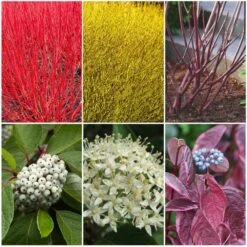 Best Value Cornus Collection | Winter Hedging