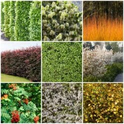 Fast Growing Evergreen Hedging Wildlife Mix | Growers' Choice 11 Fast Growing Evergreen Hedging Wildlife Mix | Growers' Choice -Soft Fruit Paradise SHRCOL38 1