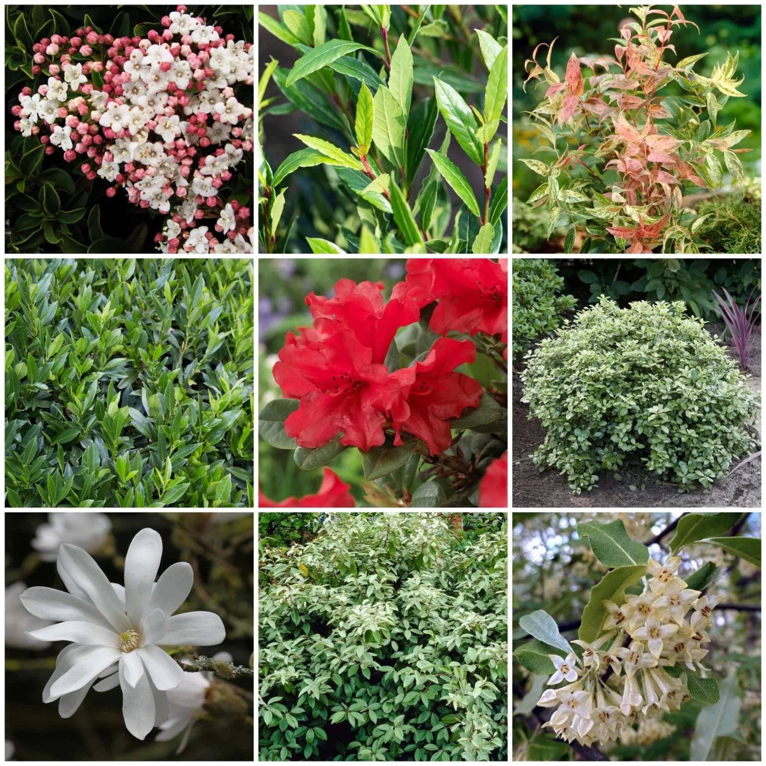 Best Shrubs For Shade 3 Best Shrubs For Shade