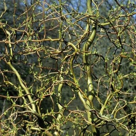 Corkscrew Willow | Salix Matsudana 'Tortuosa' 4 Corkscrew Willow | Salix Matsudana 'Tortuosa' - Image 2