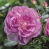 'Saphir' Shrub Rose 1 'Saphir' Shrub Rose -Soft Fruit Paradise Saphir 4