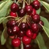 'Sasha' Cherry Tree -Soft Fruit Paradise Sasha 1