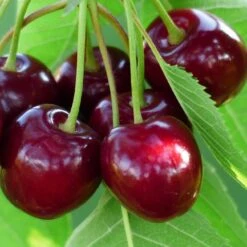 'Sasha' Cherry Tree -Soft Fruit Paradise Sasha 3
