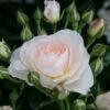 'Sirius' Bedding Rose 2 'Sirius' Bedding Rose -Soft Fruit Paradise Sirius 1