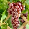 'Suffolk Red' Seedless Grape Vine 1 'Suffolk Red' Seedless Grape Vine -Soft Fruit Paradise SuffolkRed 1