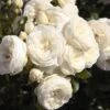 'Sweet Child Of Mine' Floribunda Rose 2 'Sweet Child Of Mine' Floribunda Rose -Soft Fruit Paradise Sweet Child of Mine 1