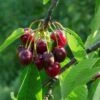 'Sweetheart' Cherry Tree 2 'Sweetheart' Cherry Tree -Soft Fruit Paradise Sweetheart 1