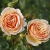 'Tropicana' Hybrid Tea Rose 1 'Tropicana' Hybrid Tea Rose -Soft Fruit Paradise Tropicana 4