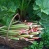 'Goliath' Rhubarb Plant 1 'Goliath' Rhubarb Plant -Soft Fruit Paradise VEG0173 1