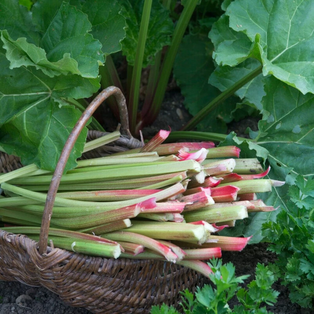 'Goliath' Rhubarb Plant 3 'Goliath' Rhubarb Plant