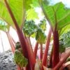 'Timperley Early' Rhubarb Plant 2 'Timperley Early' Rhubarb Plant -Soft Fruit Paradise VEG0183 1