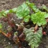 'Victoria' Rhubarb Plant 1 'Victoria' Rhubarb Plant -Soft Fruit Paradise VEG0187 1