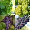 British Winemaking Grape Vines Collection -Soft Fruit Paradise WinemakingGrapes dd2622f4 95c8 4e64 90c9 0a9a806d4970