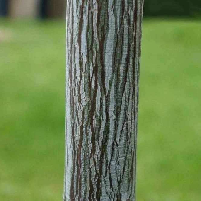 Viper Acer Tree | Acer Davidii | Snake Bark Maple 4 Viper Acer Tree | Acer Davidii | Snake Bark Maple - Image 2
