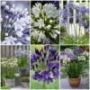 Stately Agapanthus Collection 1 Stately Agapanthus Collection -Soft Fruit Paradise agapanthus collection 1