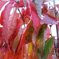 Flagpole Cherry Blossom Tree | Prunus Amanogawa 14 Flagpole Cherry Blossom Tree | Prunus Amanogawa -Soft Fruit Paradise amanogawaautumn