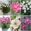 Ultimate Anemone Collection -Soft Fruit Paradise anemonecollection 1 dbf970b0 bb30 4954 8a78 9fc6e798ce38