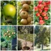 Best Apple Trees For Any Purpose | Growers' Choice 1 Best Apple Trees For Any Purpose | Growers' Choice -Soft Fruit Paradise apple trees any purpose