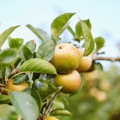 'Ashmeads Kernel' Apple Tree