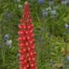 Lupin West Country Beefeater 2 Lupin West Country Beefeater -Soft Fruit Paradise beefeater 1