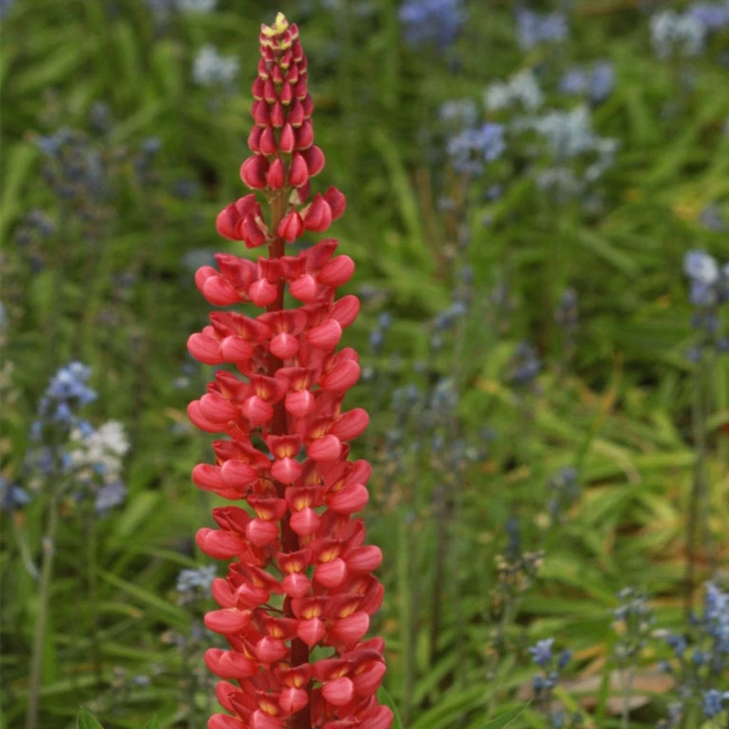 Lupin West Country Beefeater 3 Lupin West Country Beefeater