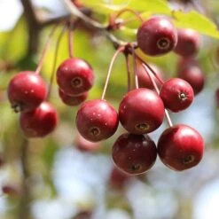 'Sun Rival' Crabapple Tree 9 'Sun Rival' Crabapple Tree -Soft Fruit Paradise berries 4380182 960 720