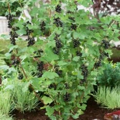 Big Ben Blackcurrant Bush 8 Big Ben Blackcurrant Bush -Soft Fruit Paradise bigben 2