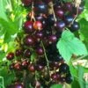 Big Ben Blackcurrant Bush 1 Big Ben Blackcurrant Bush -Soft Fruit Paradise bigben 5