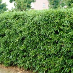 Green Bamboo | Phyllostachys Bisettii 8 Green Bamboo | Phyllostachys Bisettii -Soft Fruit Paradise bissetiibamboo 2