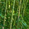 Green Bamboo | Phyllostachys Bisettii -Soft Fruit Paradise bissetiibamboo 4