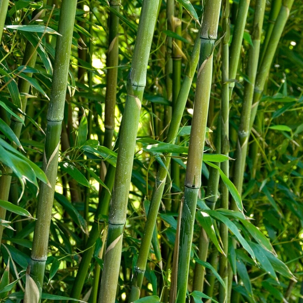 Green Bamboo | Phyllostachys Bisettii 3 Green Bamboo | Phyllostachys Bisettii