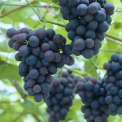'Black Hamburgh' Indoor Grape Vine 7 'Black Hamburgh' Indoor Grape Vine -Soft Fruit Paradise black hamburg