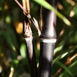 Black Bamboo | Phyllostachys Nigra -Soft Fruit Paradise blackbamboo 1